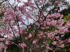-广州市帽峰山景区