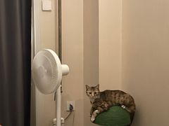 -瑞派福兴宠物医院犬猫全科·骨科·中西医结合(河东店)