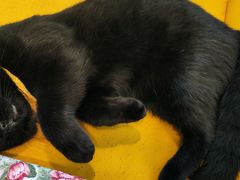 -猫在这儿猫咪咖啡馆·撸猫馆
