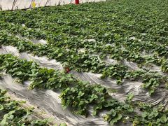 -田趣农庄草莓采摘园