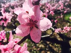 -南汇桃花村