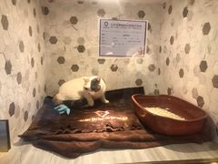 -宠爱国际动物医院·消化内科·心肾内科·ISFM猫友好(望京店)