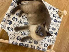 -滚猫咖啡·猫咖·猫友好撸猫(未来城店)