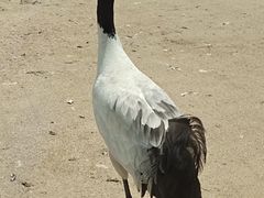 -盐城丹顶鹤湿地生态旅游区