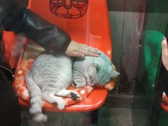 -猫咪博物馆(顶澳仔猫街店)