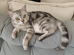 -宠爱国际动物医院·消化内科·心肾内科·ISFM猫友好(望京店)