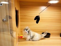 -猫十亿·布偶金渐层·曼基康矮脚猫舍(青年路店)