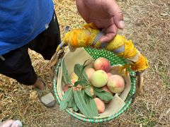 -老袁家蜜桃农场·阳山水蜜桃