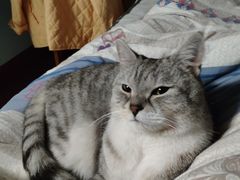 -1013 PET SHOP精品宠物商店(丁香店)