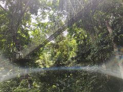 -西双版纳原始森林公园