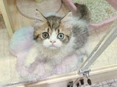 -momokira米努特·德文卷毛猫·棉花面纱犬