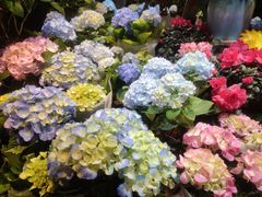 -朝来春花卉市场