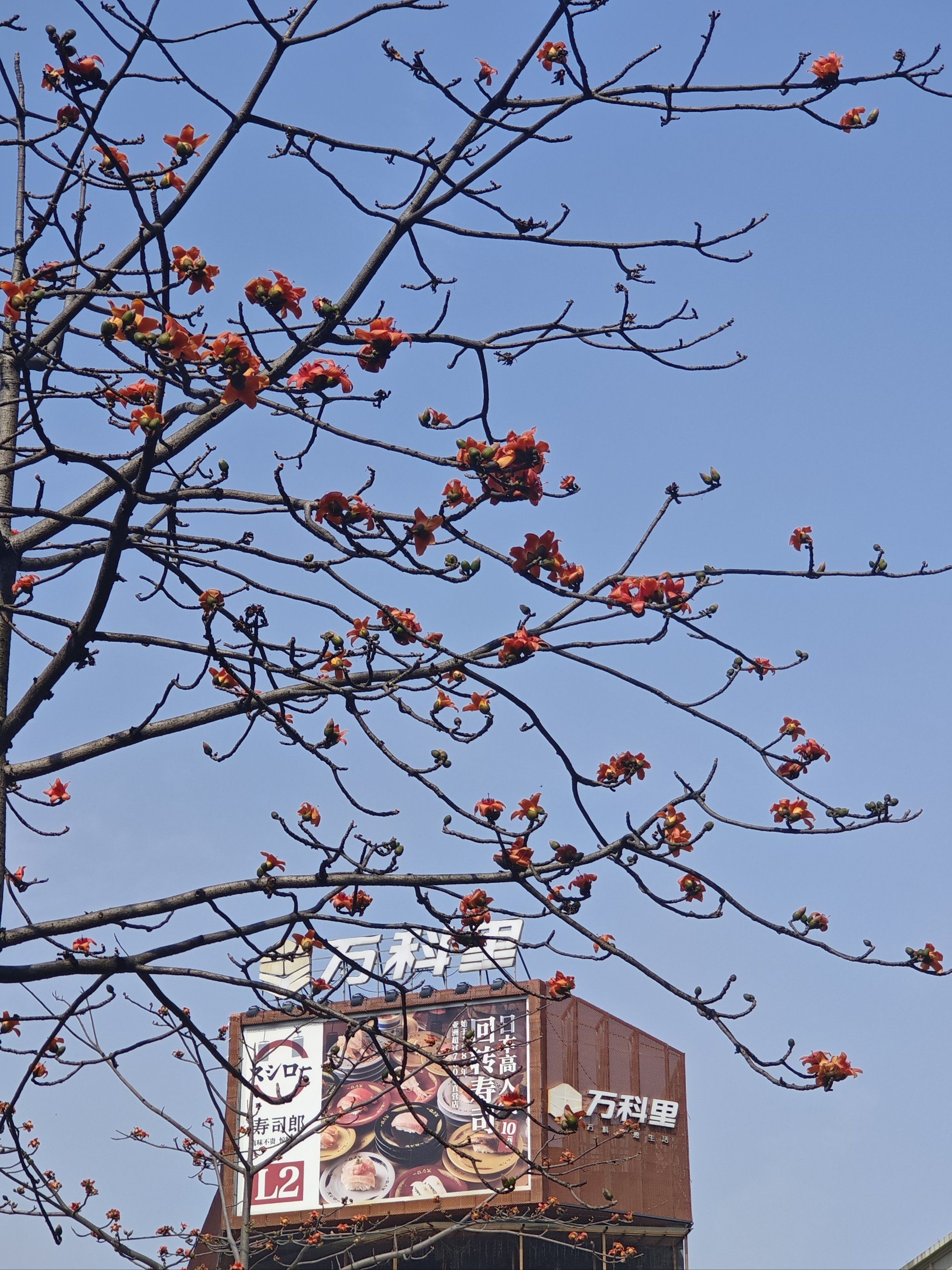 三月木棉树开花