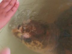 -广东惠东海龟国家级自然保护区
