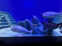 -北海海底世界