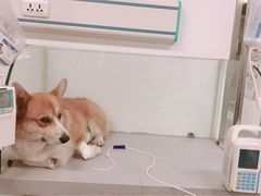 -达爱动物医院·犬猫分区·CT·复杂眼科(远洋山水分院)