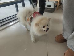 -艾贝尔宠物医院 ·中兽医·宠保定点(北门桥店)