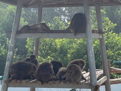 -西霞口神雕山野生动物世界