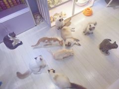 -喵的天空名猫咖啡馆·撸猫·猫舍·用品