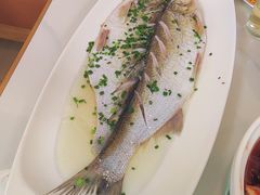 清蒸白鱼-大鸿运酒店·苏州菜·松鼠桂鱼(观前街店)