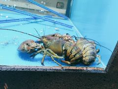 -鲜味食族水产·海鲜餐厅