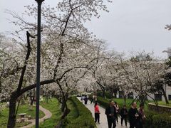 -武汉大学-樱园