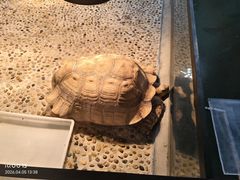 -上海大自然野生昆虫馆(东方明珠·爬宠昆虫探索中心)
