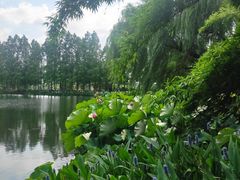 -金银湖国家城市湿地公园