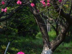 -洛阳市隋唐城遗址植物园