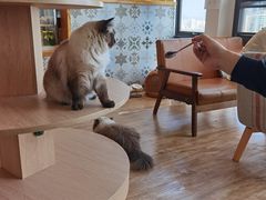 -猫小主咖啡·猫咖cat cafe(福田店)