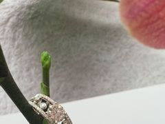 -DE BEERS 戴比尔斯(上海国金中心店)