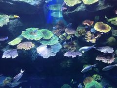 -暹罗海洋世界