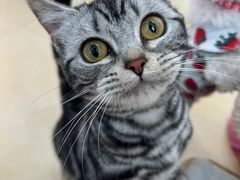 -喵宠乐园·撸猫互动·猫舍