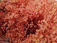 -花里花店(唐镇阳光天地店)