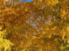 -三里屯东五街银杏大道