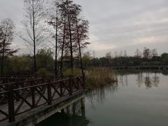 -大塘金香草谷