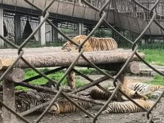 -横道河子东北虎林园