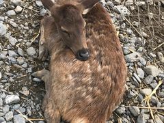 -鹿境梅花鹿生态园区