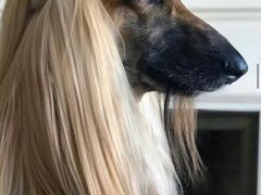 -PETKIT小佩宠物·低压洗护(国顺东路店)