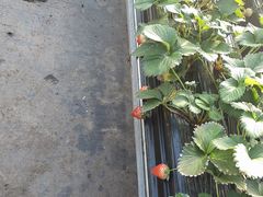 -甜心庄园·甜心草莓采摘园(西青中北店)