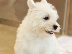 -翊宠yipet猫狗购宠庄园犬舍•猫舍