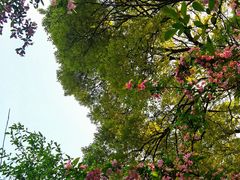 -南山植物园