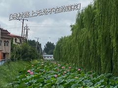 -白洋淀风景区