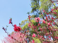 -金鸡山公园