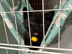 -纳吉亚猫专科动物诊疗中心(蒋宅口分院)