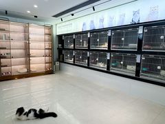-翊宠yipet猫狗购宠庄园犬舍•猫舍