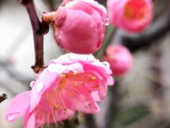 -唐风温泉