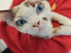 -琪喵猫屋·撸猫猫咖·猫舍
