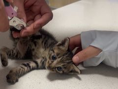 -乐派堂宠物医院·猫友好· 心脏科(东街店)