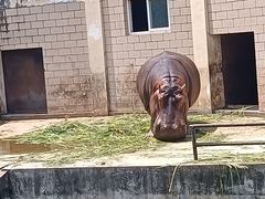 -合肥野生动物园